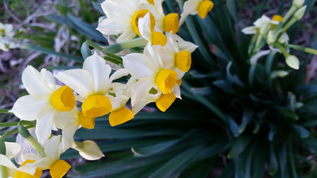 Narcissus tazetta