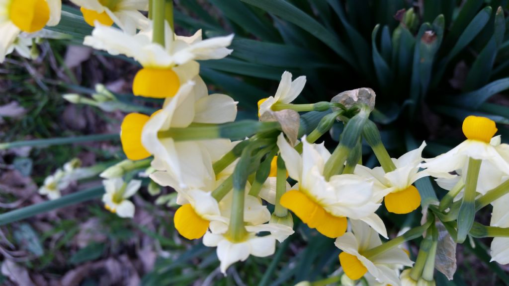 Narcissus tazetta