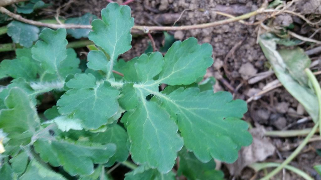 Chelidonium majus, anomalia