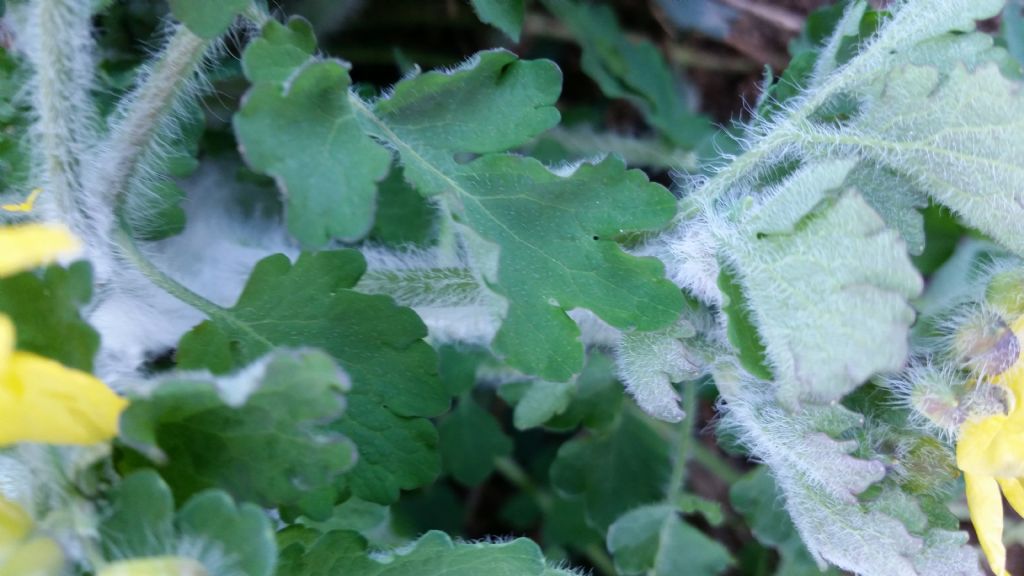 Chelidonium majus, anomalia