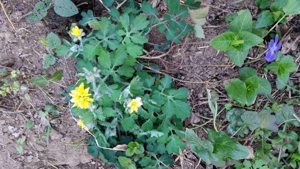 Chelidonium majus, anomalia