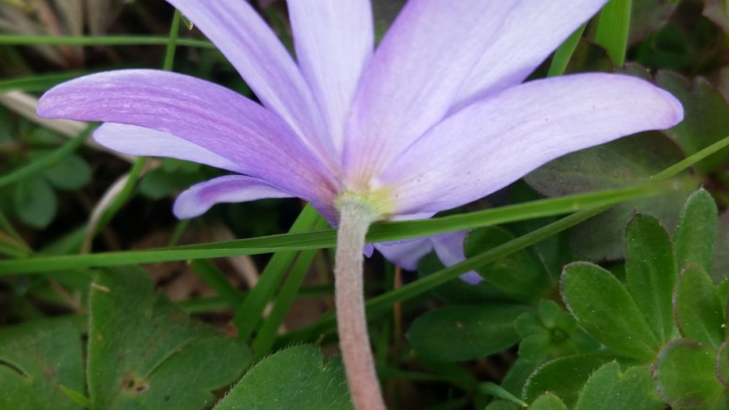 Roccamonfina (CE) - Anemone apennina