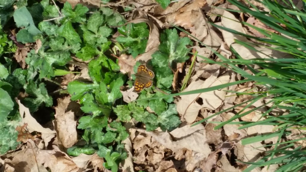 Identificazione farfalla - Pararge aegeria, Nymphalidae