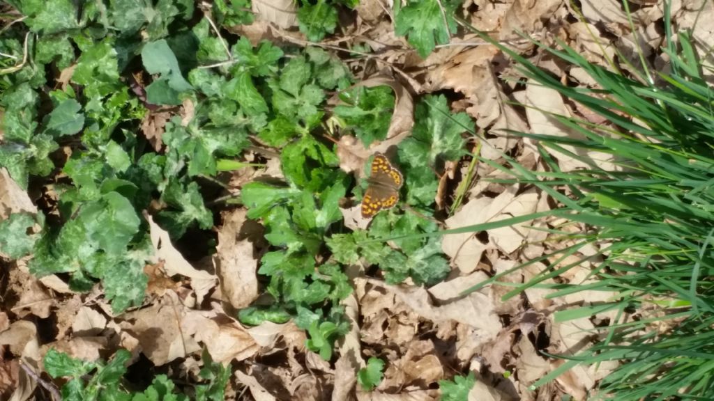 Identificazione farfalla - Pararge aegeria, Nymphalidae