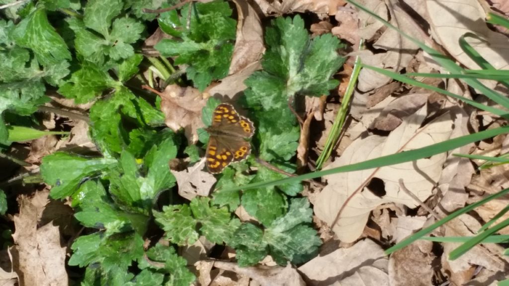 Identificazione farfalla - Pararge aegeria, Nymphalidae
