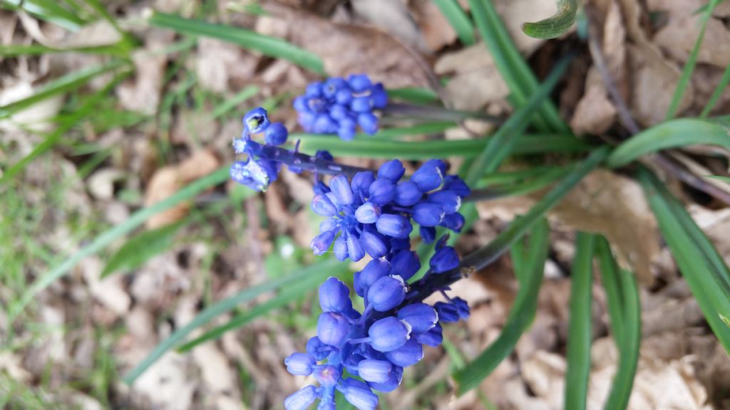 Muscari botryoides