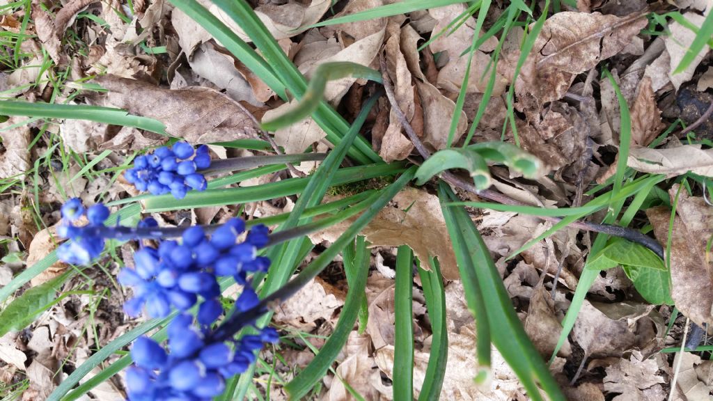 Muscari botryoides