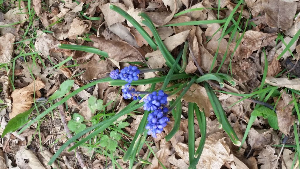 Muscari botryoides