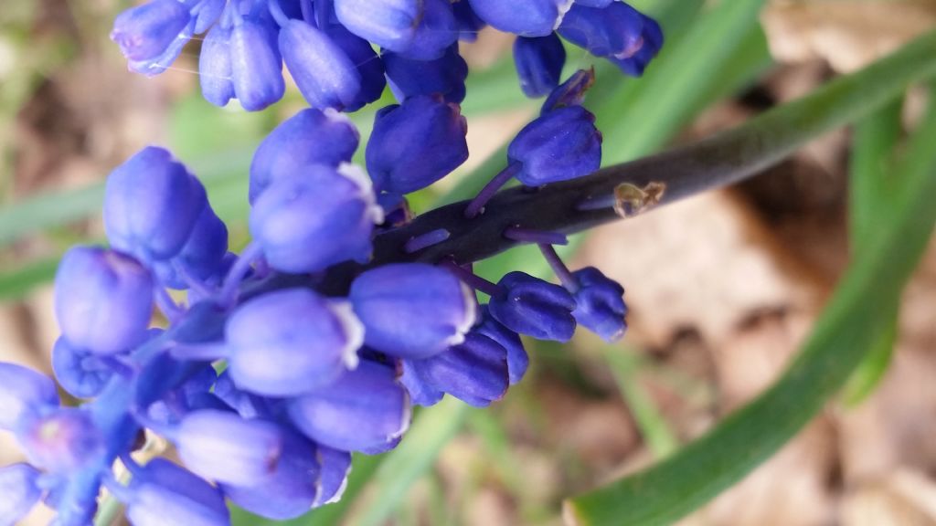 Muscari botryoides