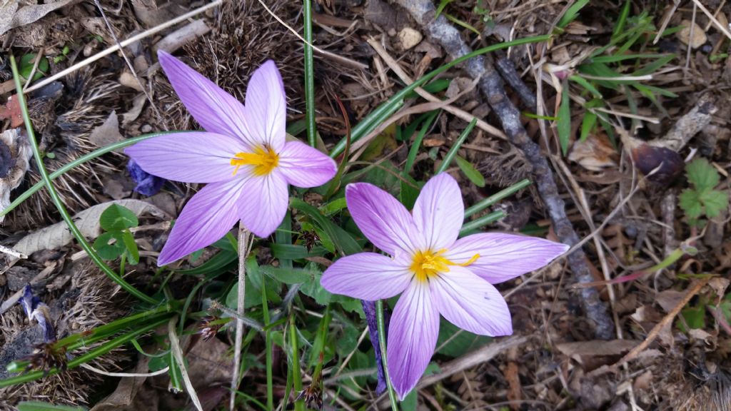 Crocus imperati  / Zafferano d'' Imperato