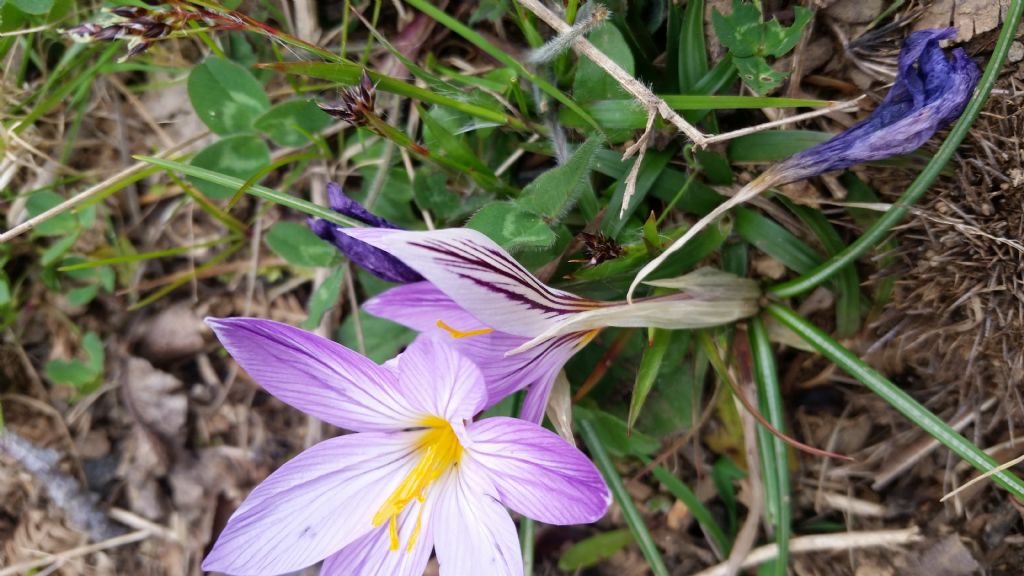 Crocus imperati  / Zafferano d'' Imperato