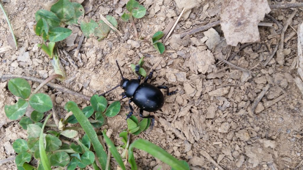 Chrysomelidae: Timarcha nicaeensis