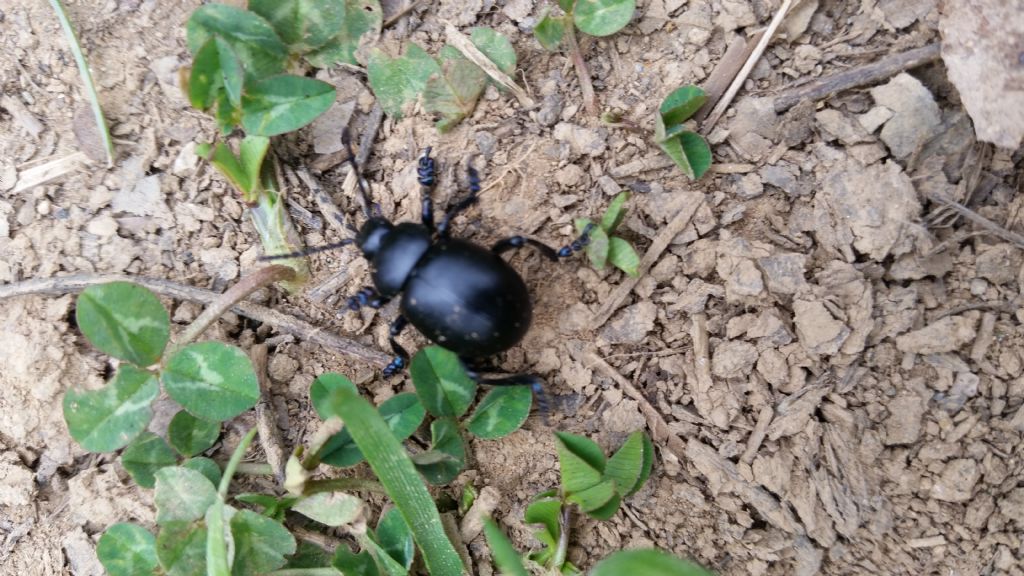 Chrysomelidae: Timarcha nicaeensis