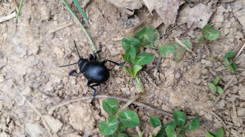 Chrysomelidae: Timarcha nicaeensis