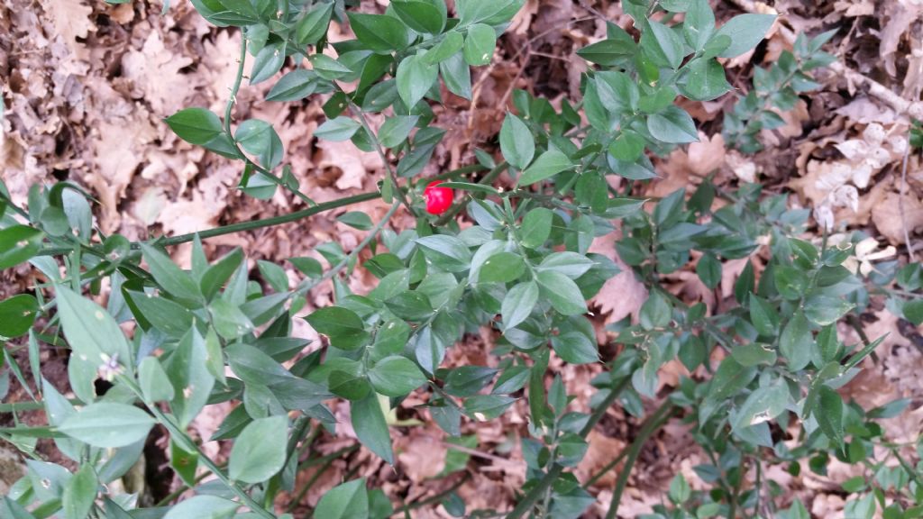 Ruscus aculeatus / Pungitopo