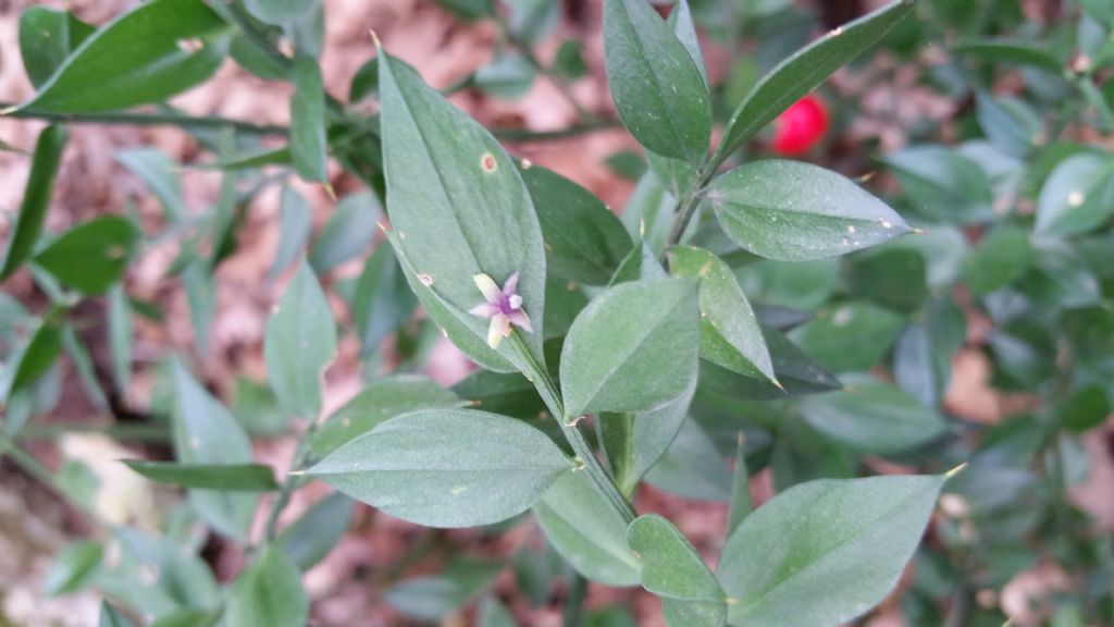 Ruscus aculeatus / Pungitopo