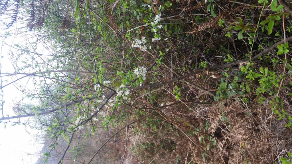 Biancospino? no, Prunus spinosa