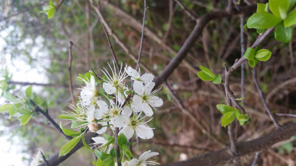 Biancospino? no, Prunus spinosa