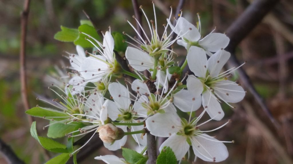 Biancospino? no, Prunus spinosa