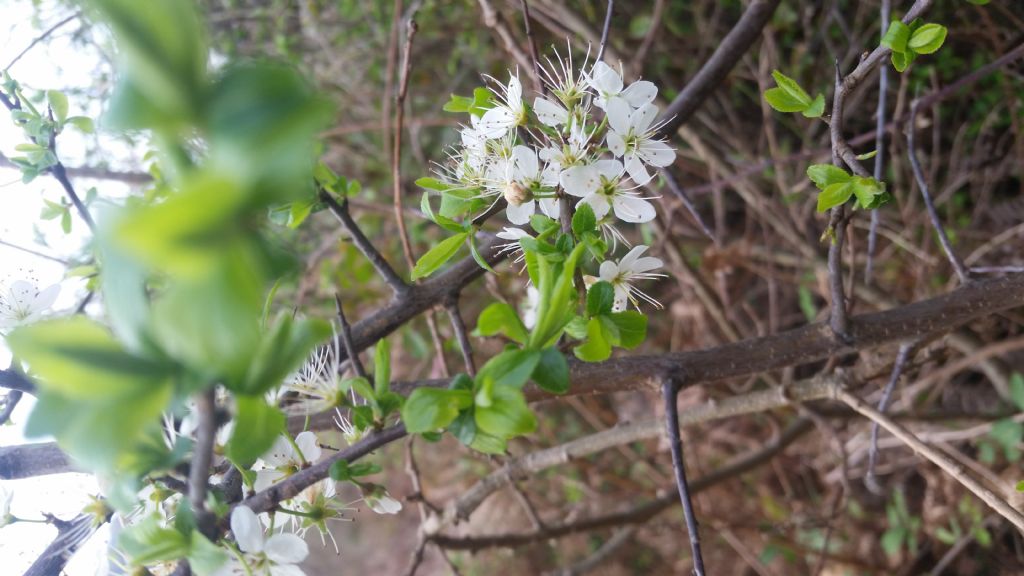 Biancospino? no, Prunus spinosa