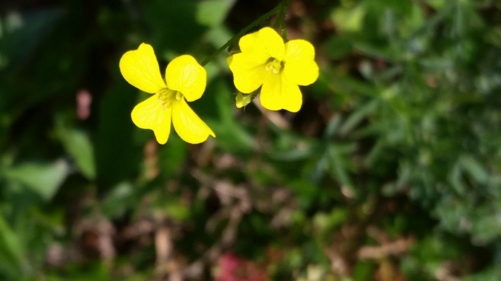 Bunias erucago (Brassicaceae)