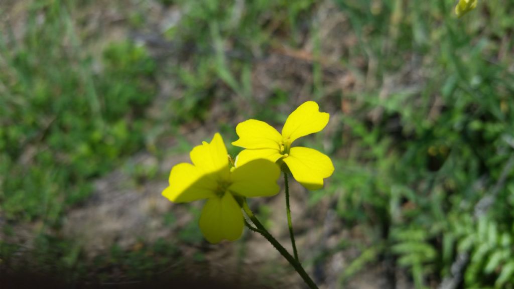 Bunias erucago (Brassicaceae)