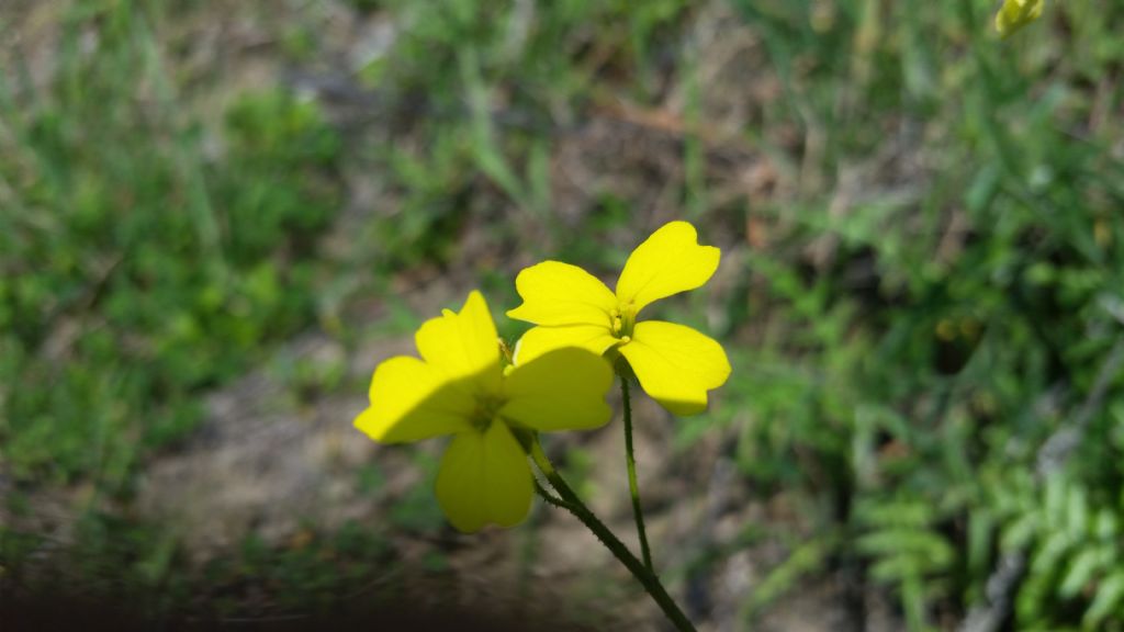 Bunias erucago (Brassicaceae)