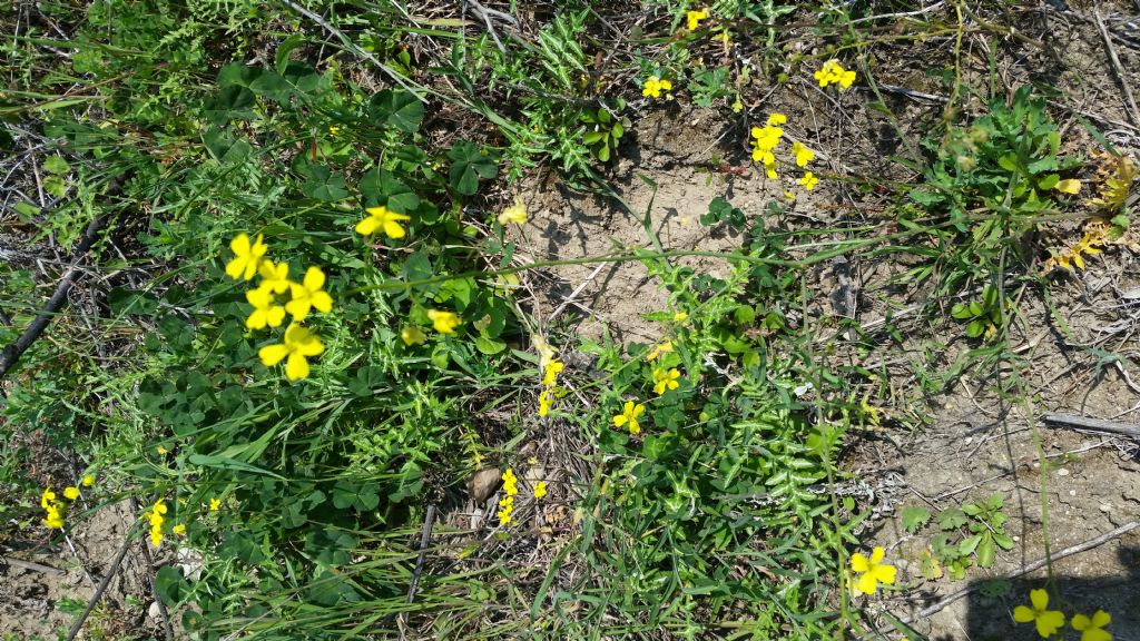 Bunias erucago (Brassicaceae)