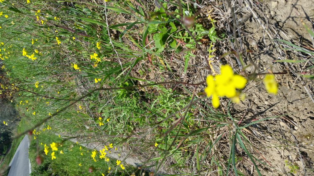 Bunias erucago (Brassicaceae)