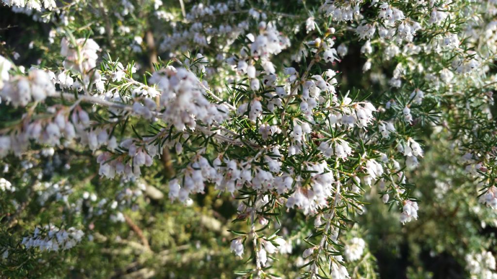 Erica arborea