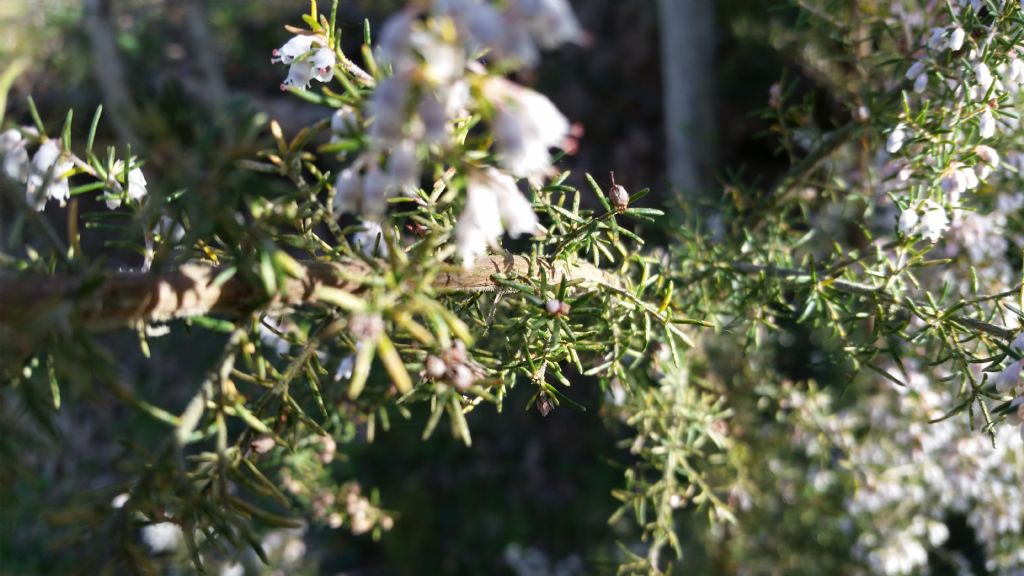 Erica arborea