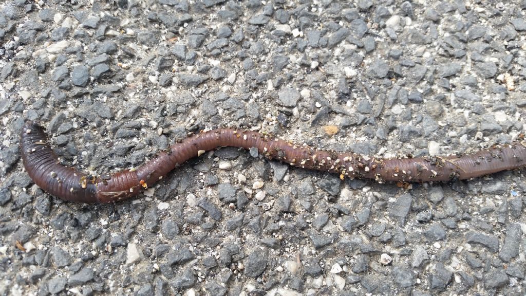 Che lombrico ?  Cfr. Lumbricus terrestris