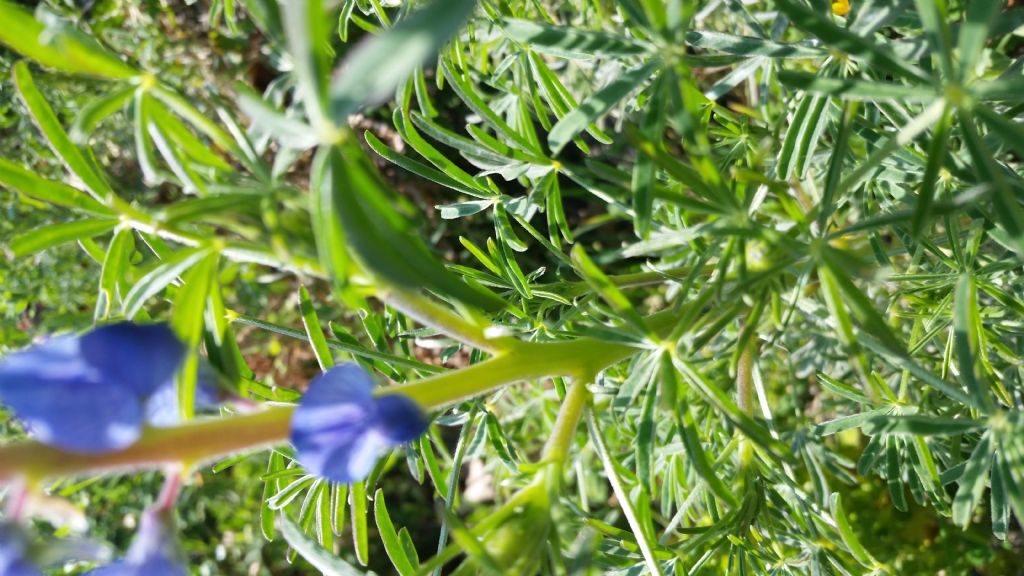 Che pianta � ? Lupinus cfr. angustifolius