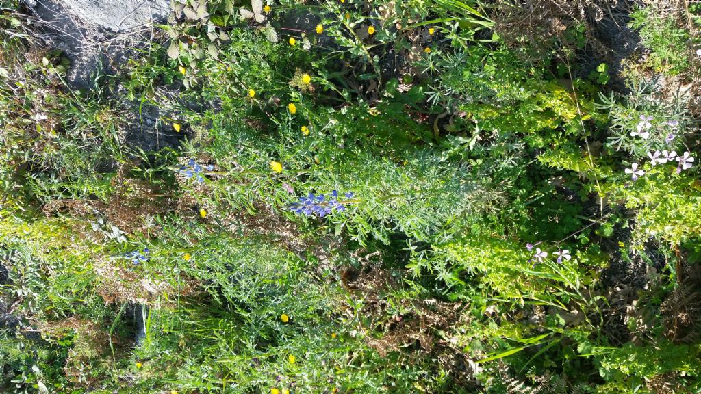 Che pianta � ? Lupinus cfr. angustifolius