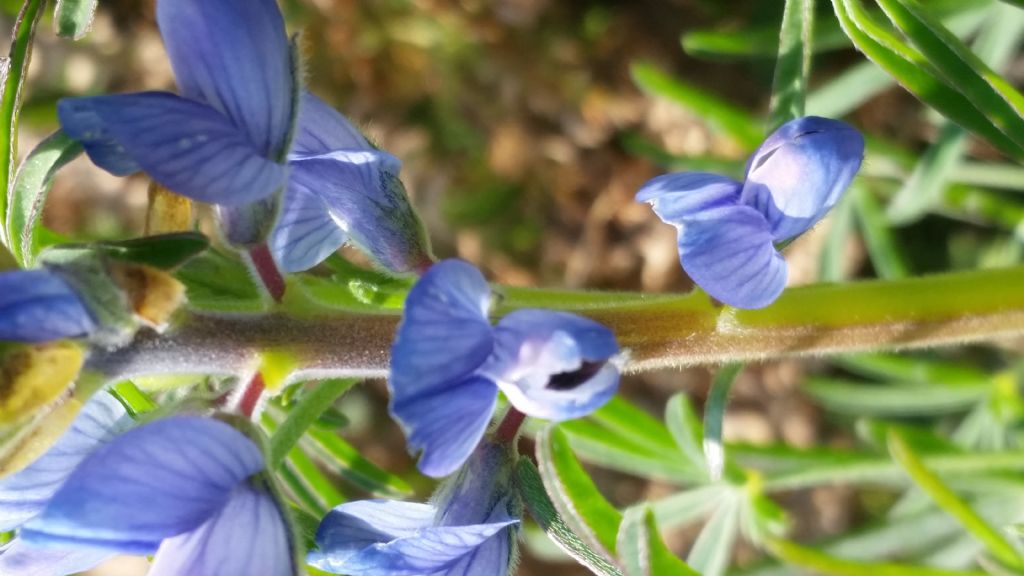 Che pianta � ? Lupinus cfr. angustifolius