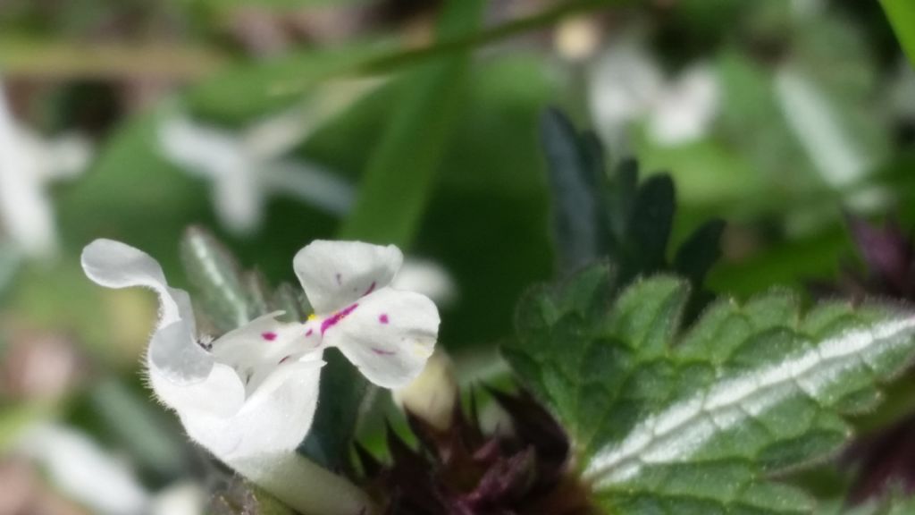 Lamium bifidum