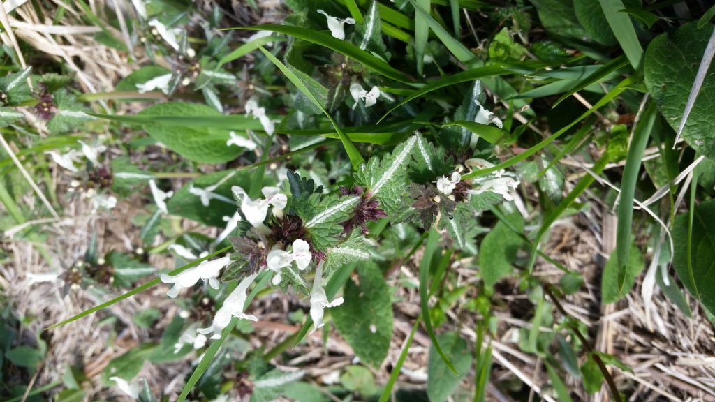 Lamium bifidum