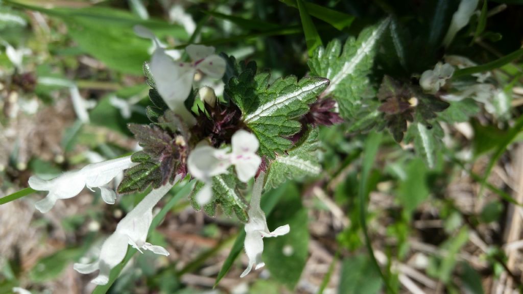 Lamium bifidum