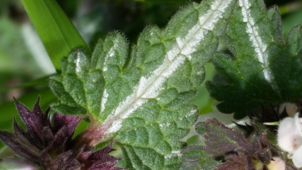 Lamium bifidum