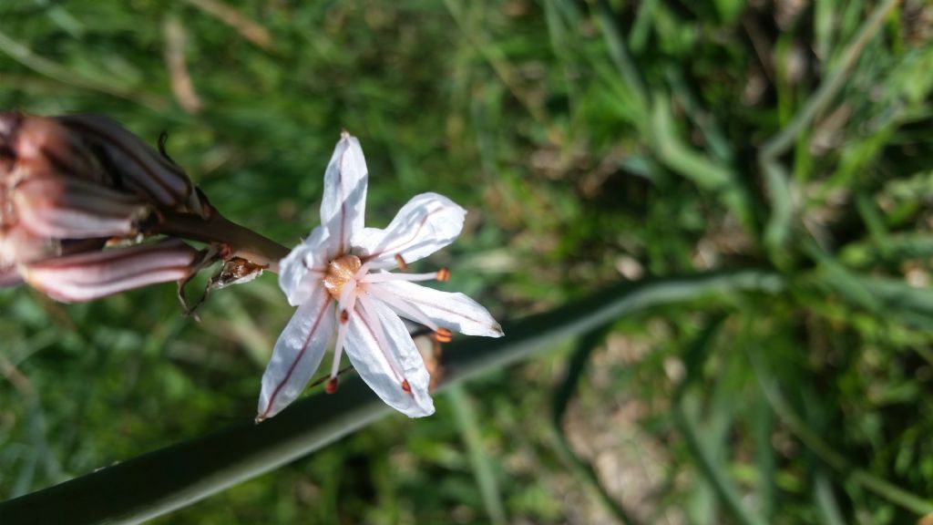 Asphodelus ramosus