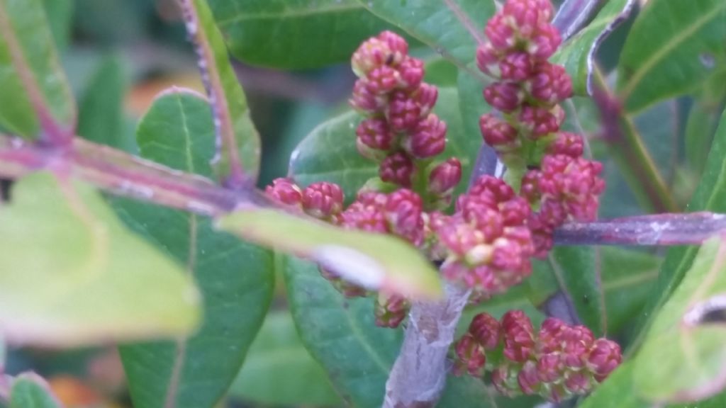 Mirto?  No, Lentisco   (Pistacia lentiscus - Sapindales  Anacardiaceae)