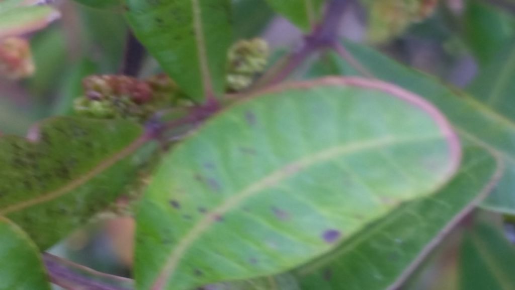Mirto?  No, Lentisco   (Pistacia lentiscus - Sapindales  Anacardiaceae)