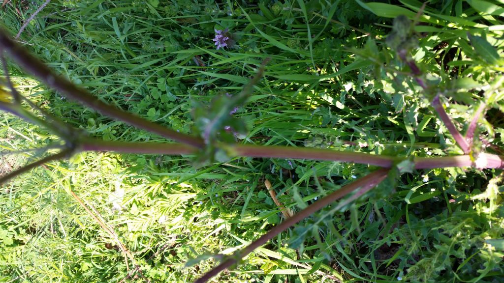 Che pianta � ?  Sonchus cfr. asper