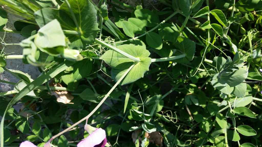 Pisum sativum (Fabaceae)