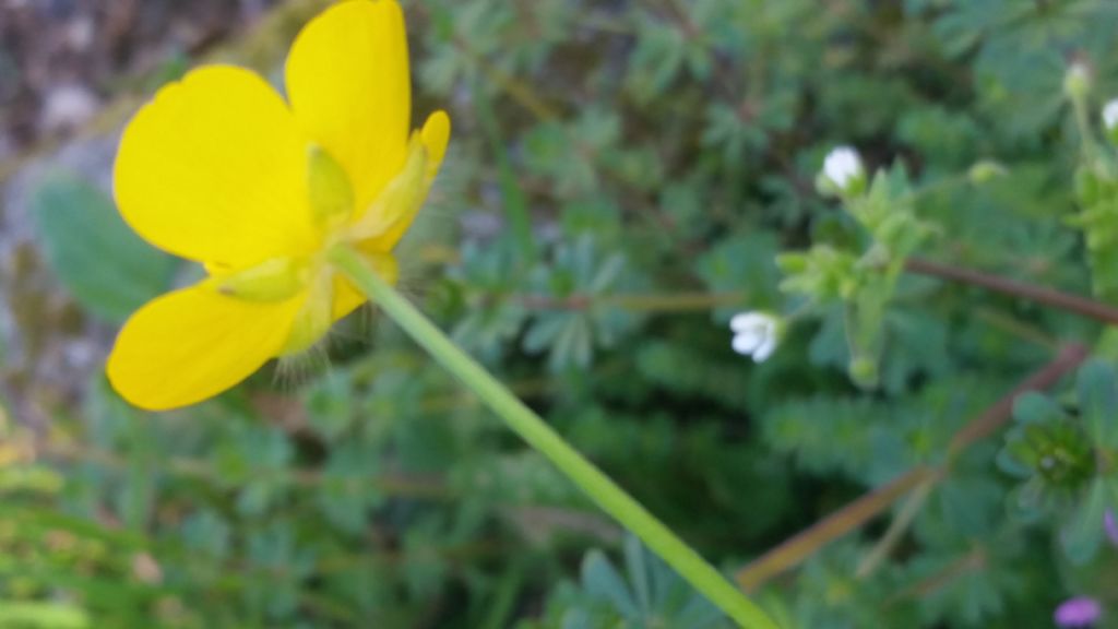 Ranunculus cfr. lanuginosus