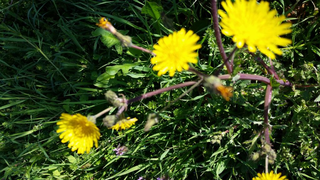Che pianta � ?  Sonchus cfr. asper