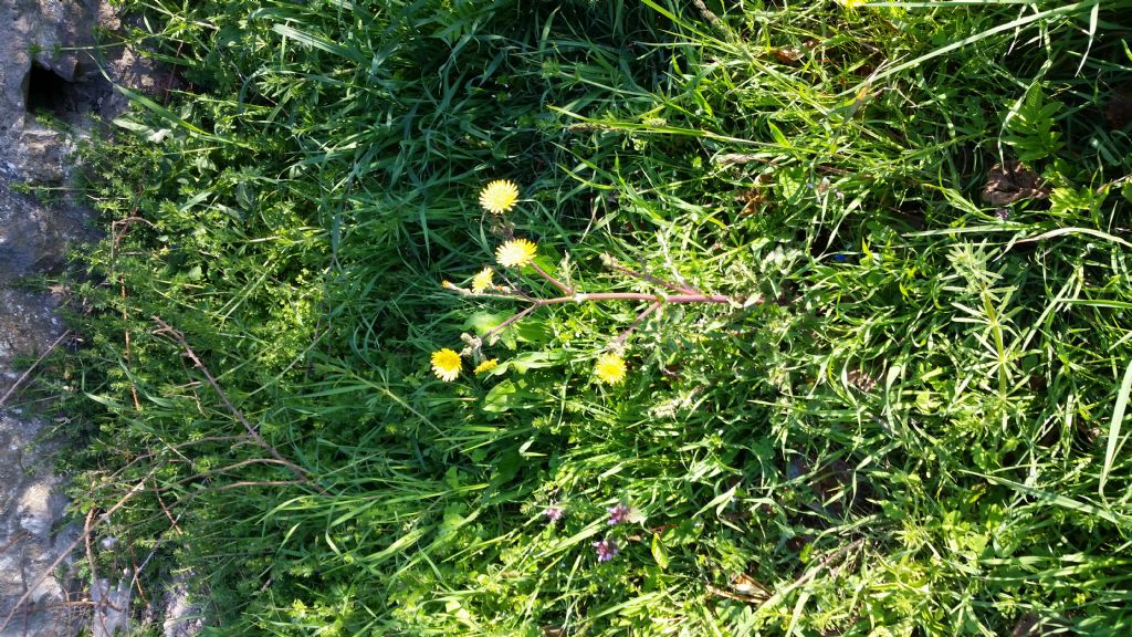 Che pianta � ?  Sonchus cfr. asper