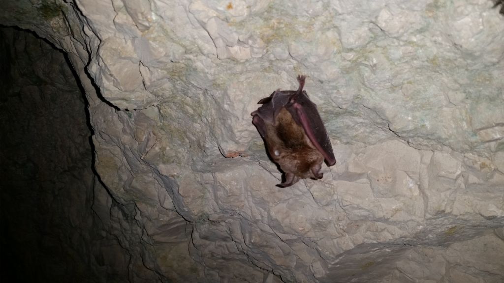 Che tipo di Pipistrelli?