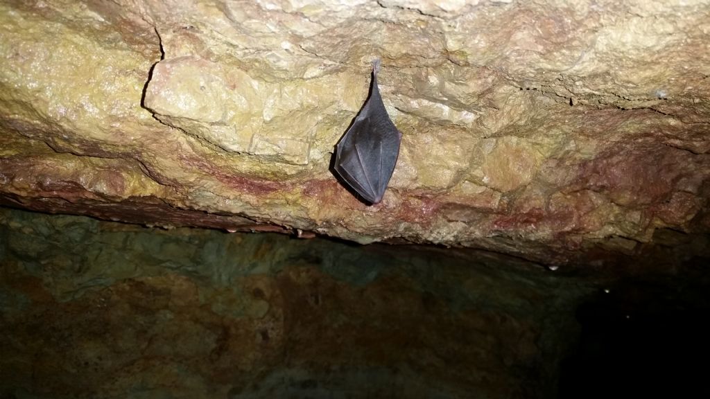 Che tipo di Pipistrelli?