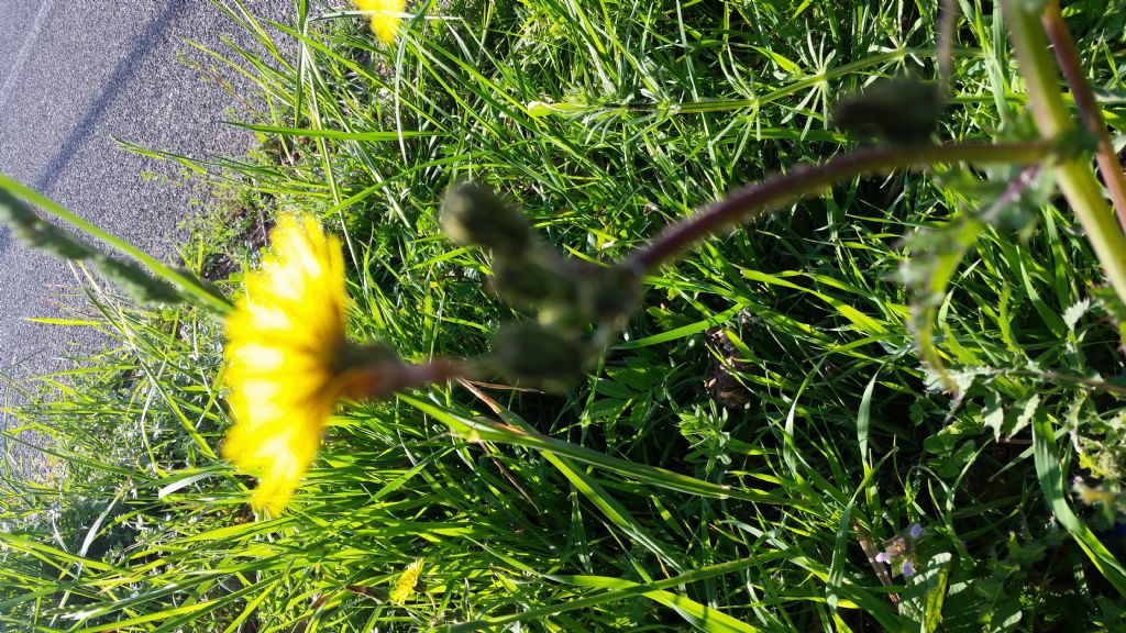 Che pianta � ?  Sonchus cfr. asper